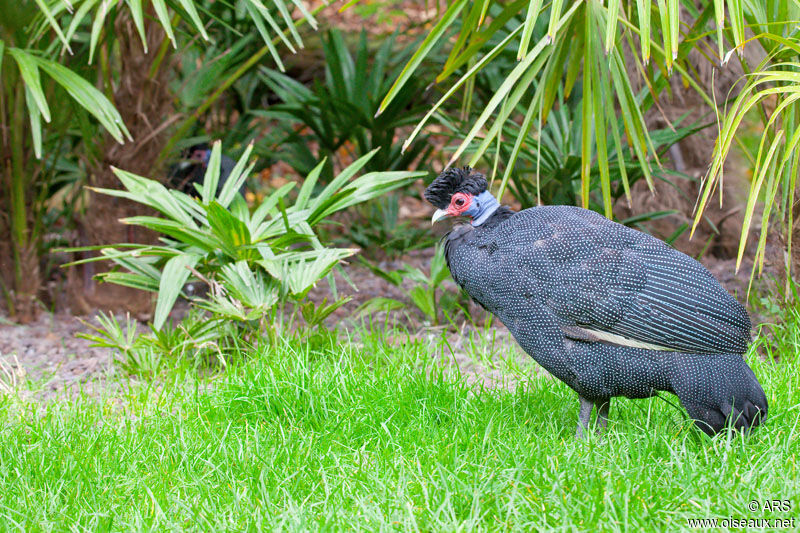 Crested Guineafowl, identification