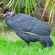 Crested Guineafowl