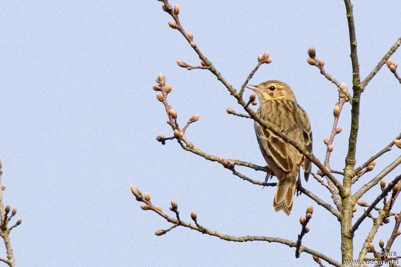 Tree Pipit, identification