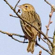 Pipit des arbres