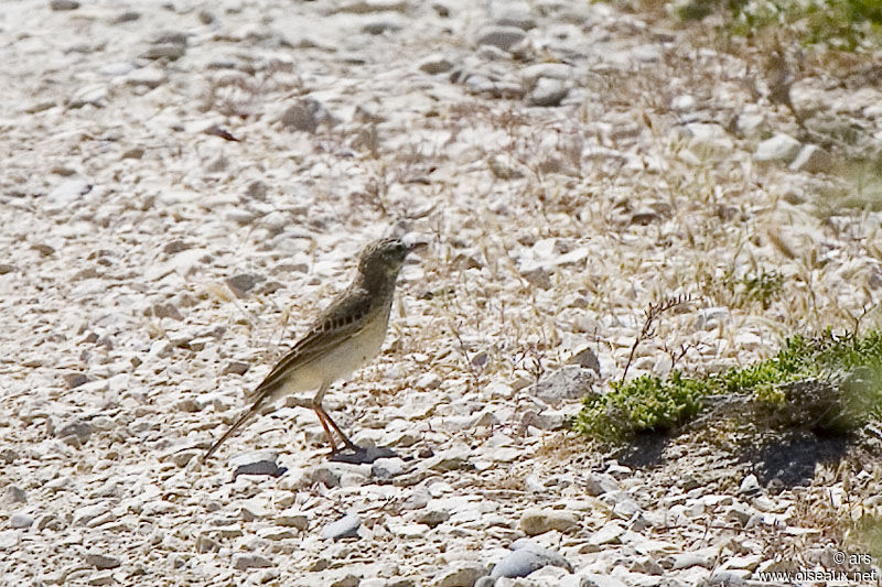 Tawny Pipit, identification