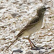 Pipit rousseline