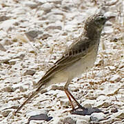 Pipit rousseline