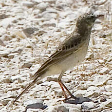 Pipit rousseline