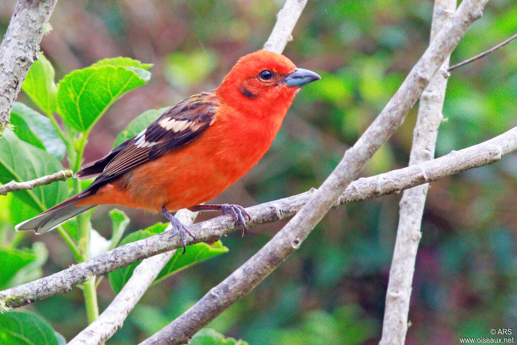 Flame-colored Tanager male, adult, identification
