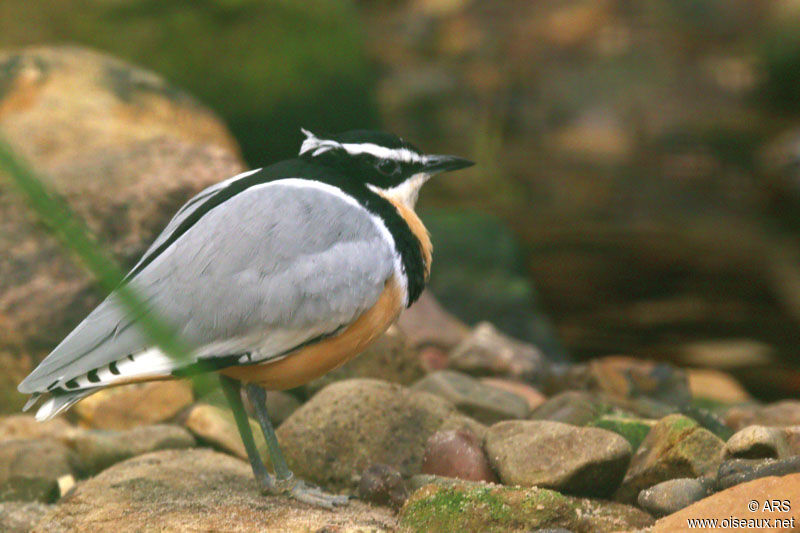 Egyptian Plover, identification