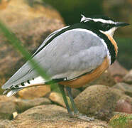 Egyptian Plover