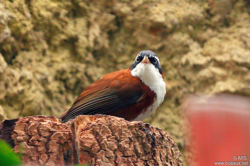 Javan Scimitar Babbler, identification