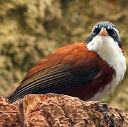 Chestnut-backed Scimitar Babbler