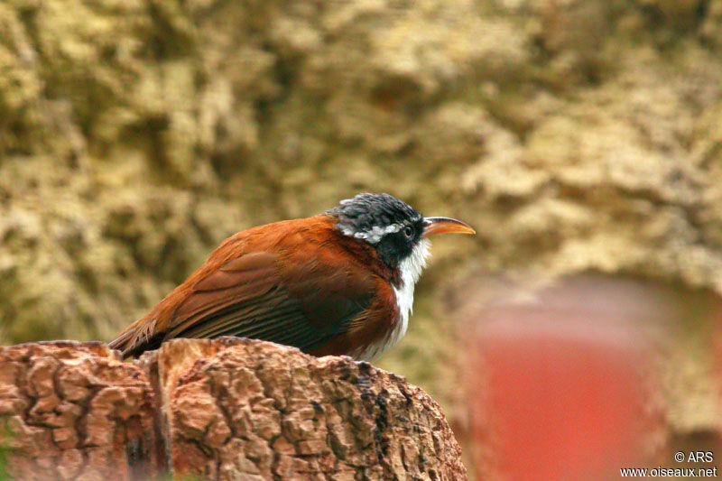 Chestnut-backed Scimitar Babbler, identification