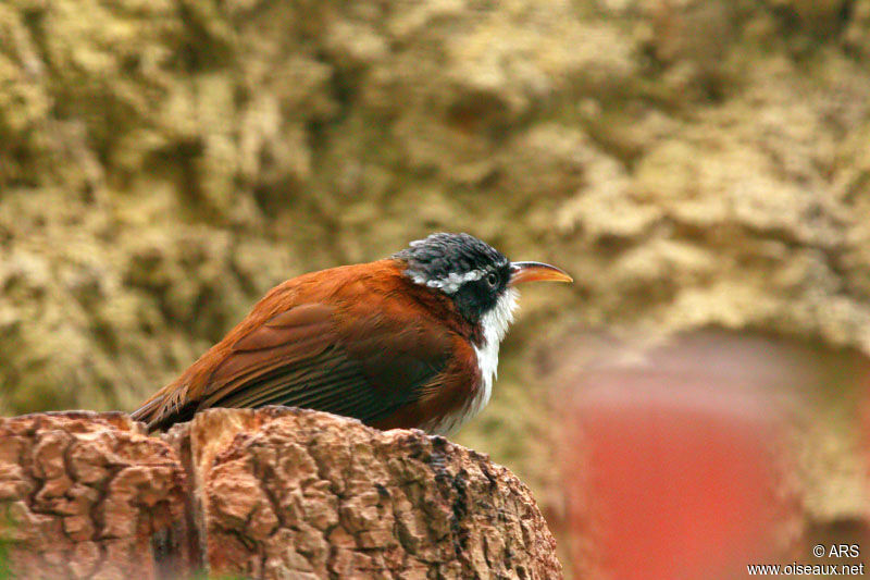 Pomatorhin à dos marron, identification