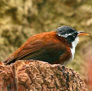 Chestnut-backed Scimitar Babbler