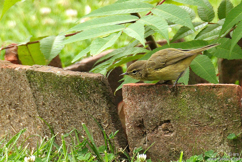 Pouillot véloce, identification