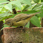 Common Chiffchaff