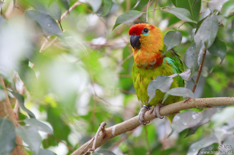 Large Fig Parrot, identification