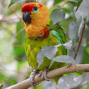 Large Fig Parrot