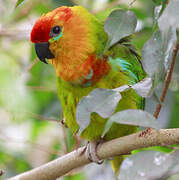 Large Fig Parrot