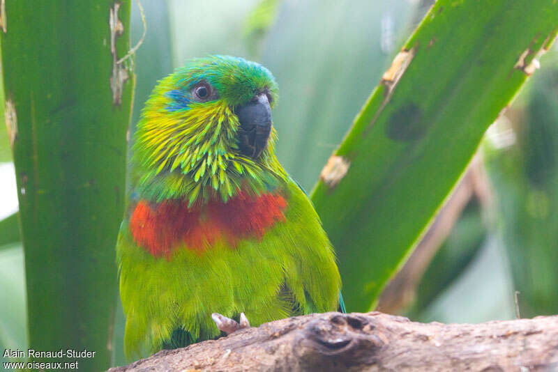 Salvadori's Fig Parrot male adult, close-up portrait