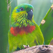 Salvadori's Fig Parrot