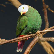 Black-naped Fruit Dove