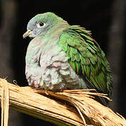 Black-naped Fruit Dove