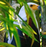 African Fish Eagle