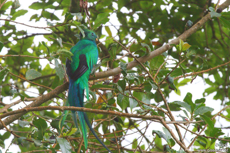 Resplendent Quetzal male adult, identification