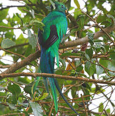 Quetzal resplendissant