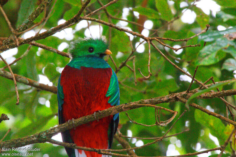 Resplendent Quetzal male adult, close-up portrait