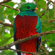 Quetzal resplendissant