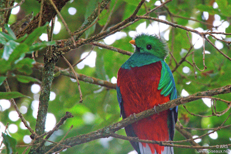 Quetzal resplendissant mâle adulte, identification