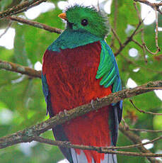 Quetzal resplendissant