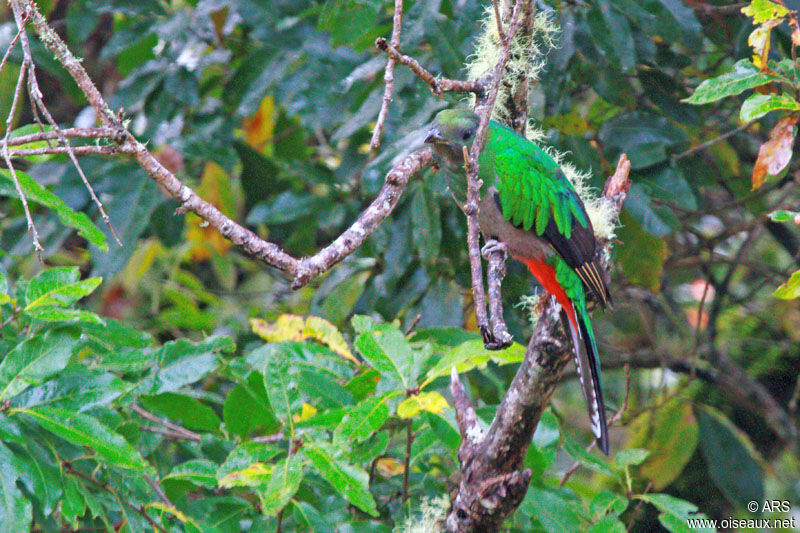 Quetzal resplendissant femelle adulte, identification