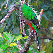 Quetzal resplendissant