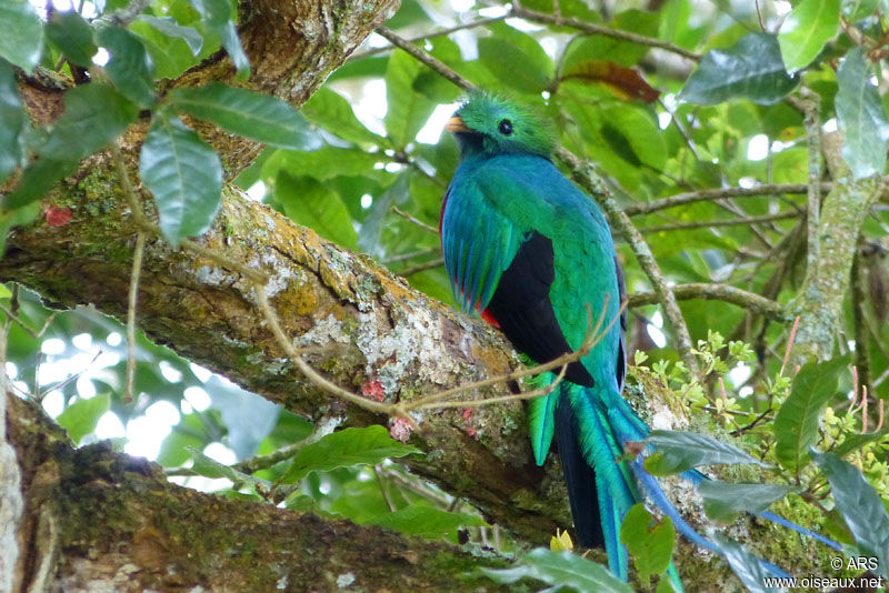 Resplendent Quetzal male adult, identification