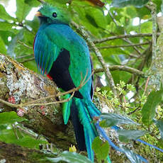 Quetzal resplendissant