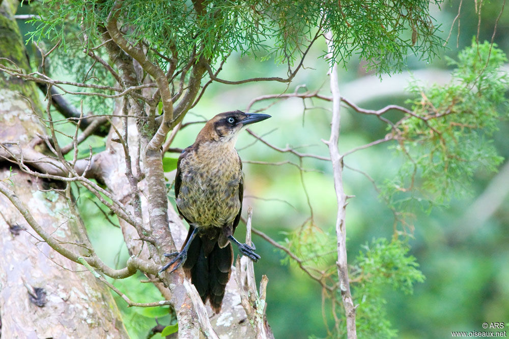 Great-tailed Gracklejuvenile, identification