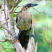 Great-tailed Grackle