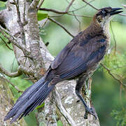 Great-tailed Grackle