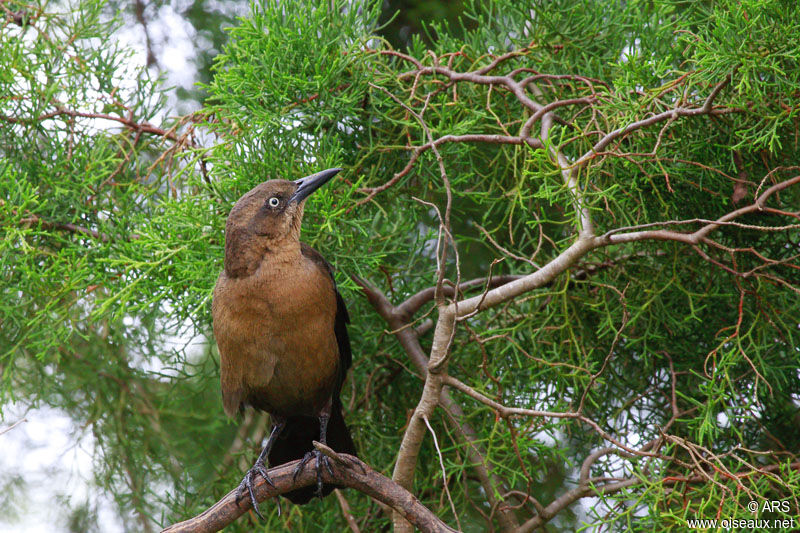 Quiscale à longue queueadulte, identification