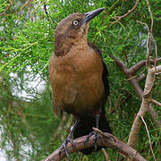 Great-tailed Grackle