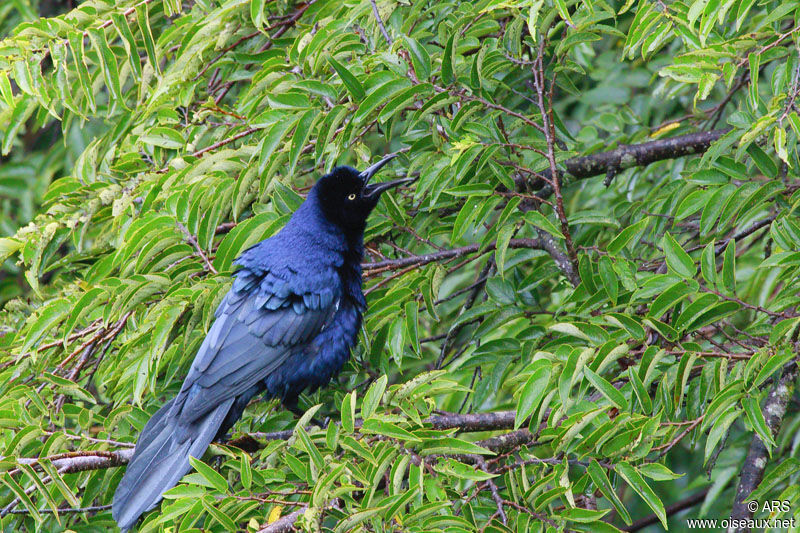 Great-tailed Grackleadult, Behaviour