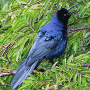 Great-tailed Grackle