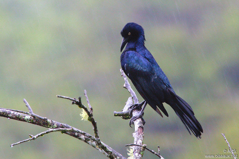 Great-tailed Grackleadult, identification