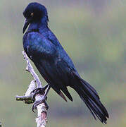 Great-tailed Grackle