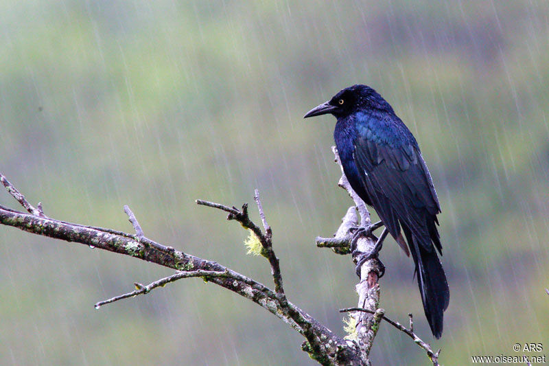 Great-tailed Grackleadult, identification