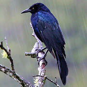 Great-tailed Grackle