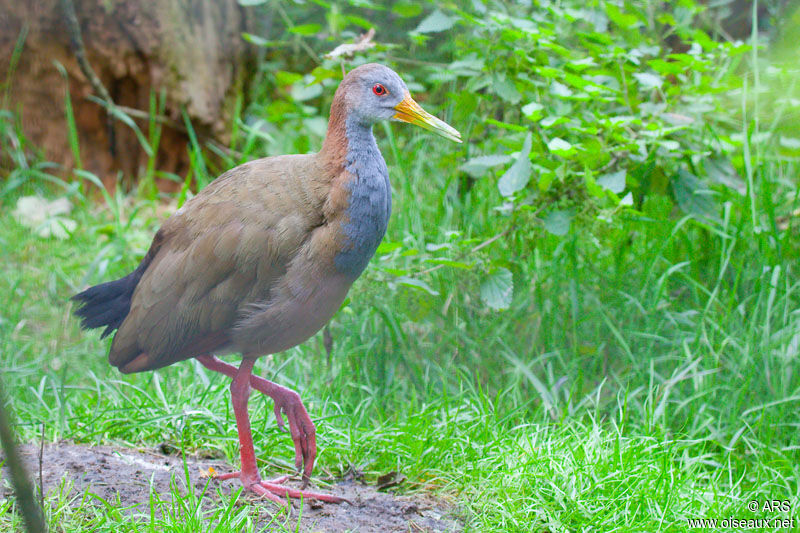 Râle ypécaha, identification