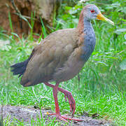 Giant Wood Rail