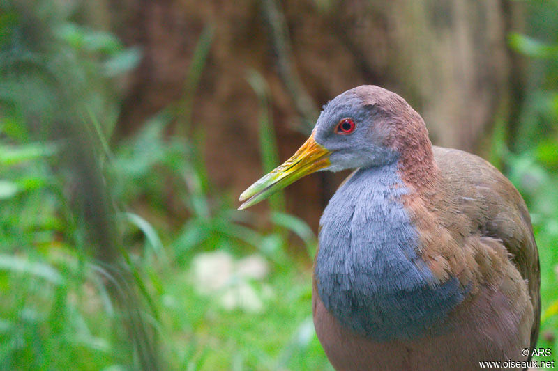 Râle ypécaha, identification